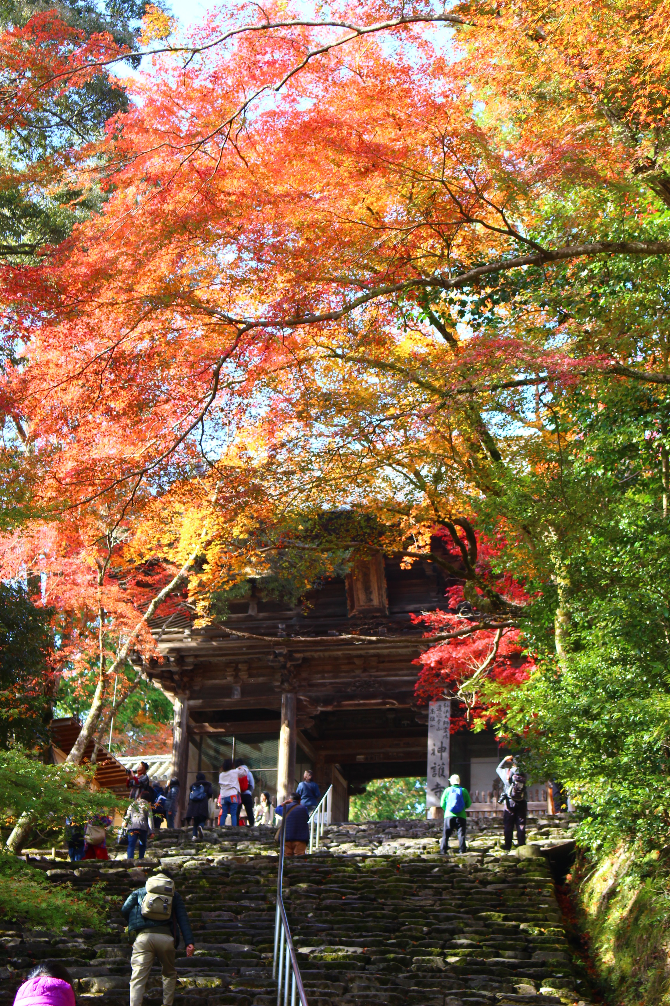 神護寺の紅葉