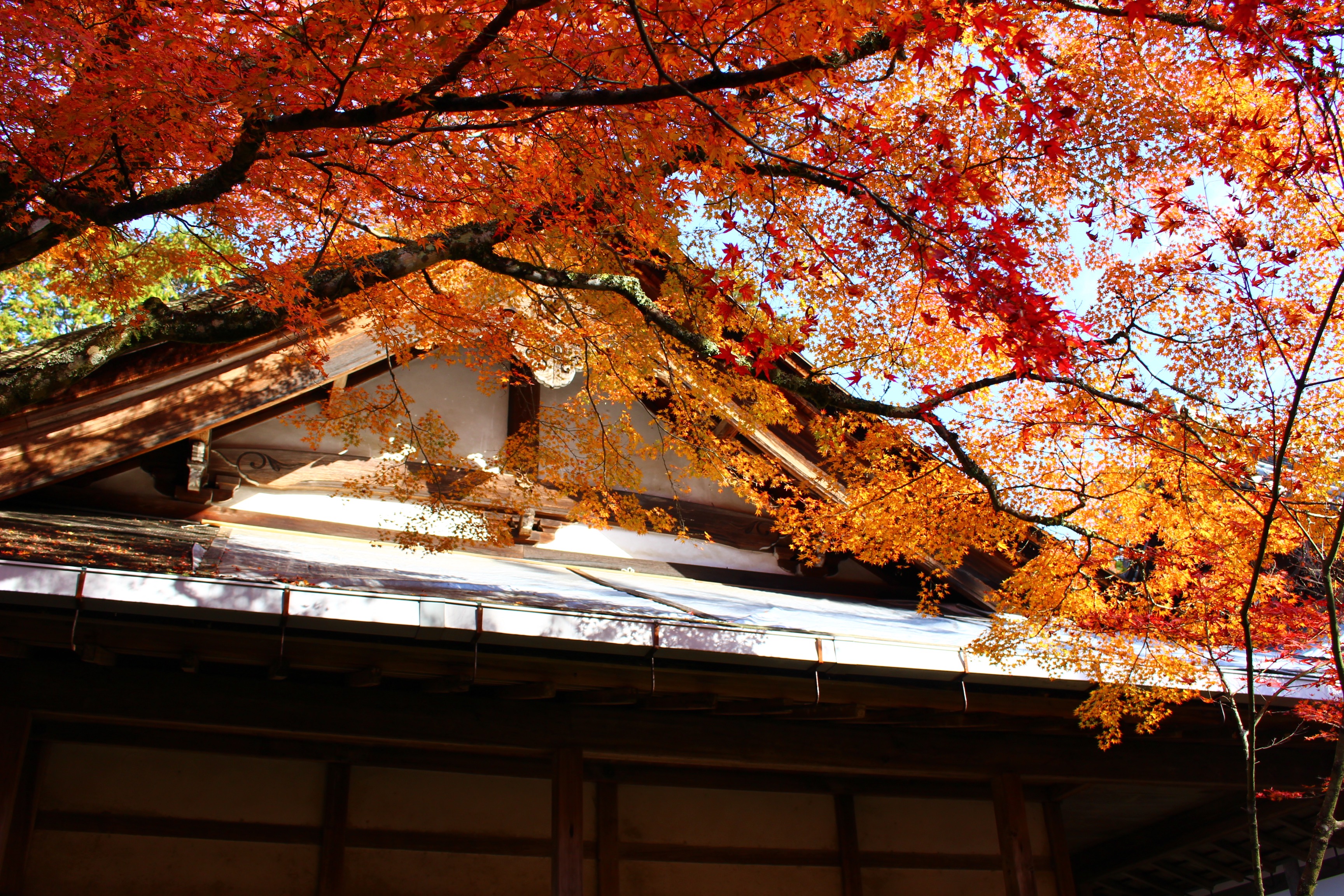 西明寺の紅葉