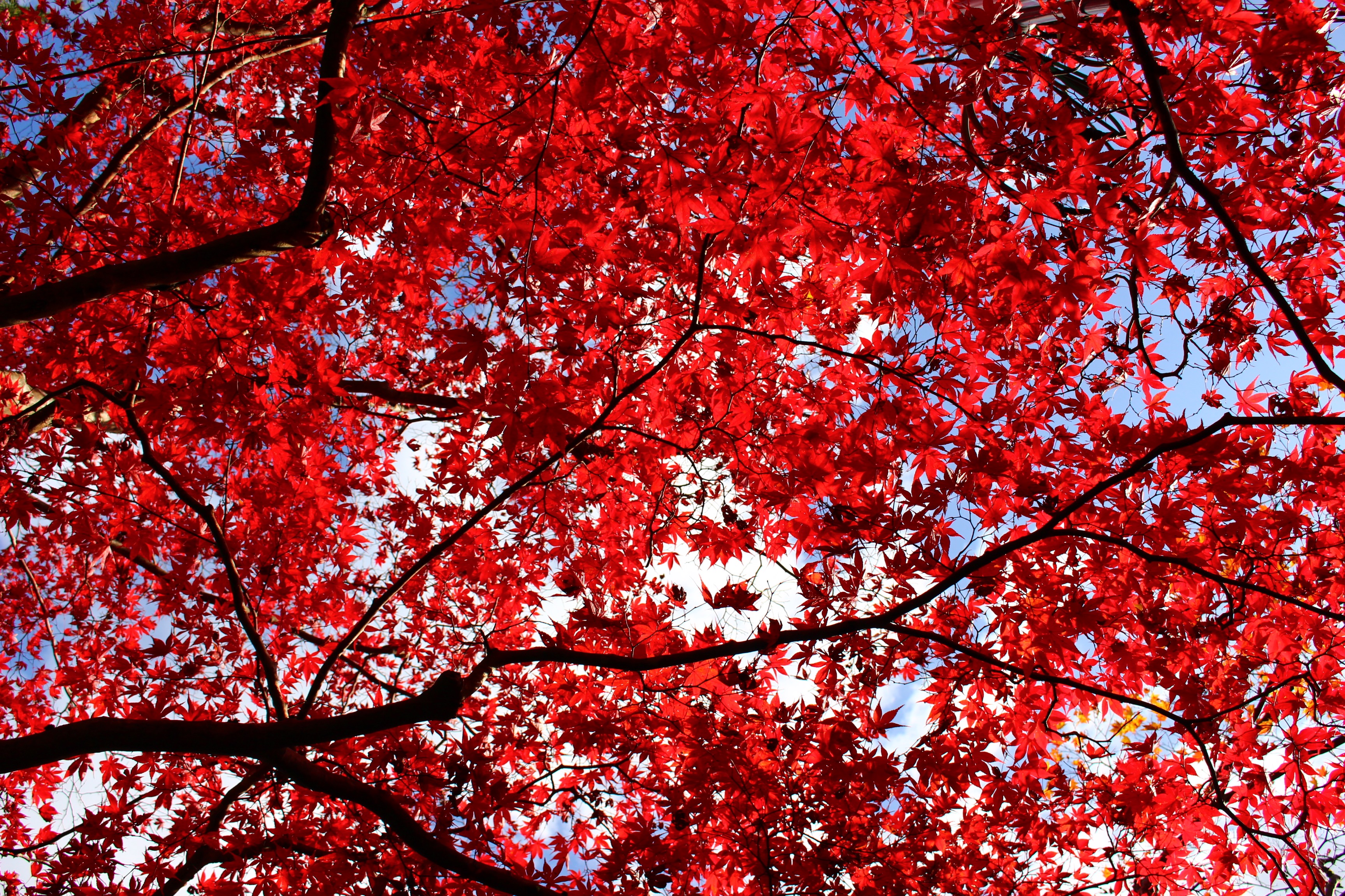 西明寺の紅葉